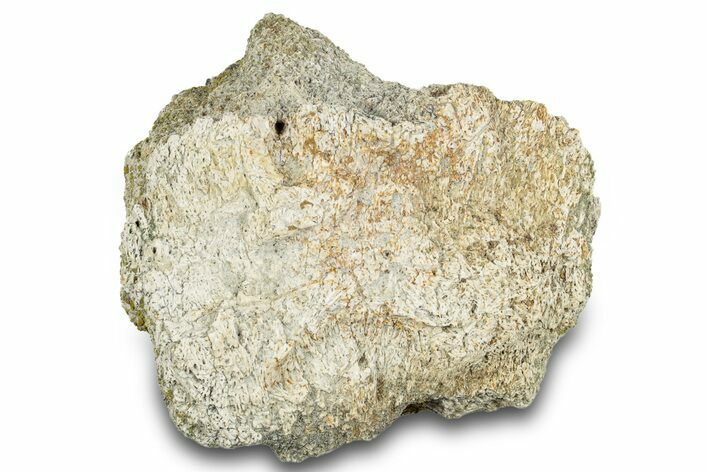 Dinosaur (Triceratops) Frill Shield Section - Montana #263682